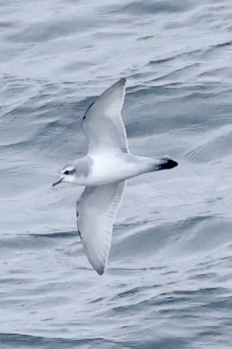 buřňák holubí - ML647748355