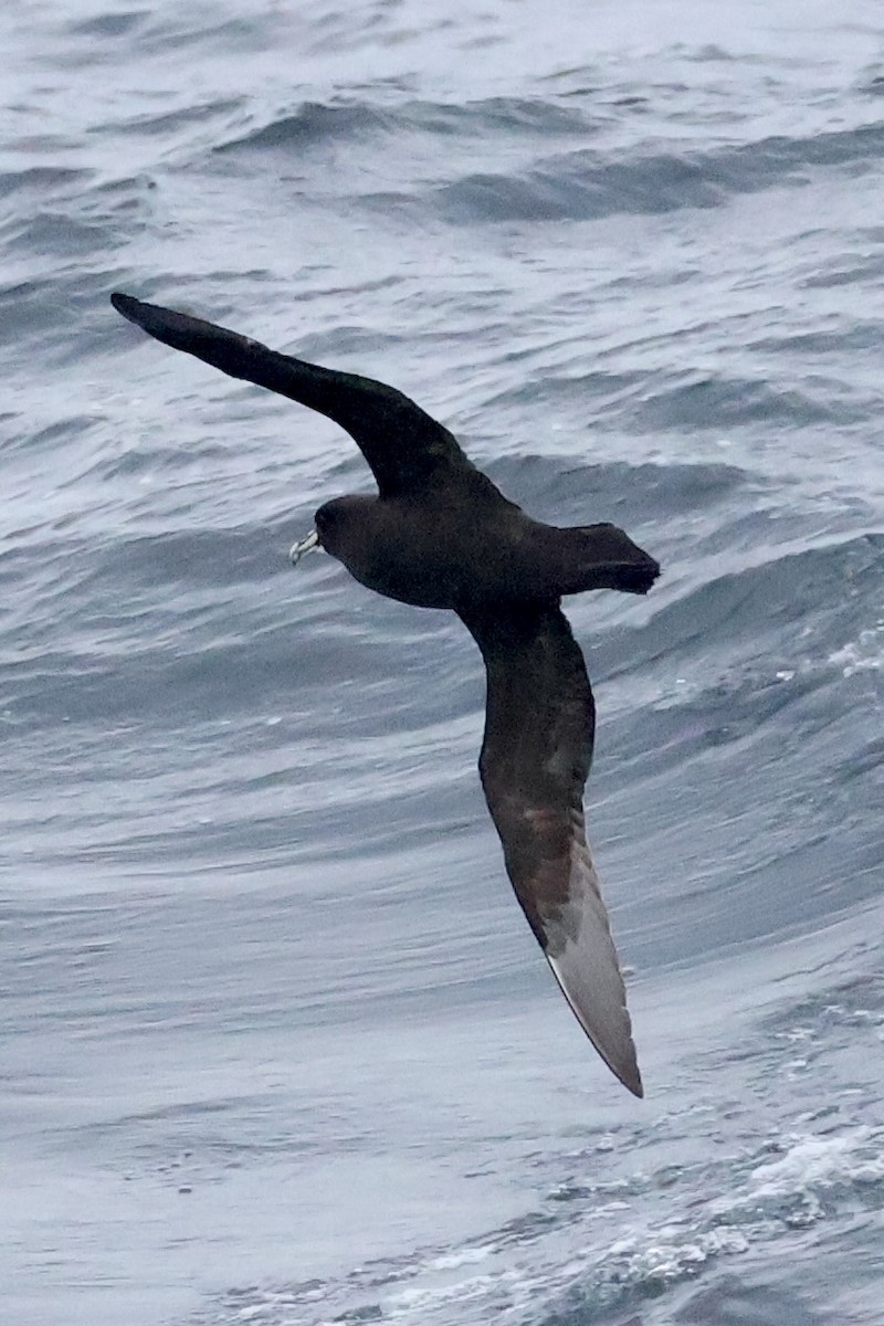 Beyaz Gıdılı Yelkovan - ML647748360