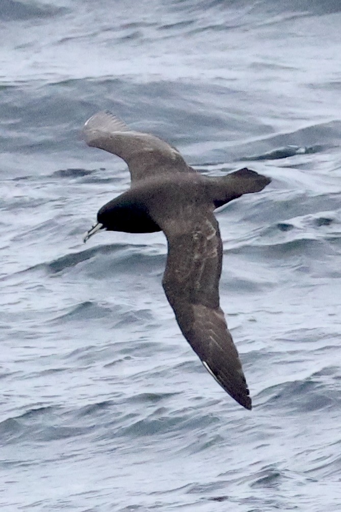 Beyaz Gıdılı Yelkovan - ML647748361