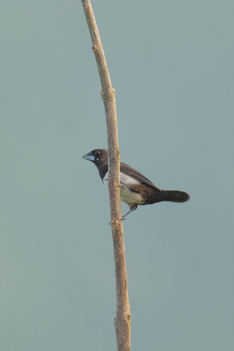 Beyaz Belli Munya - ML647748383