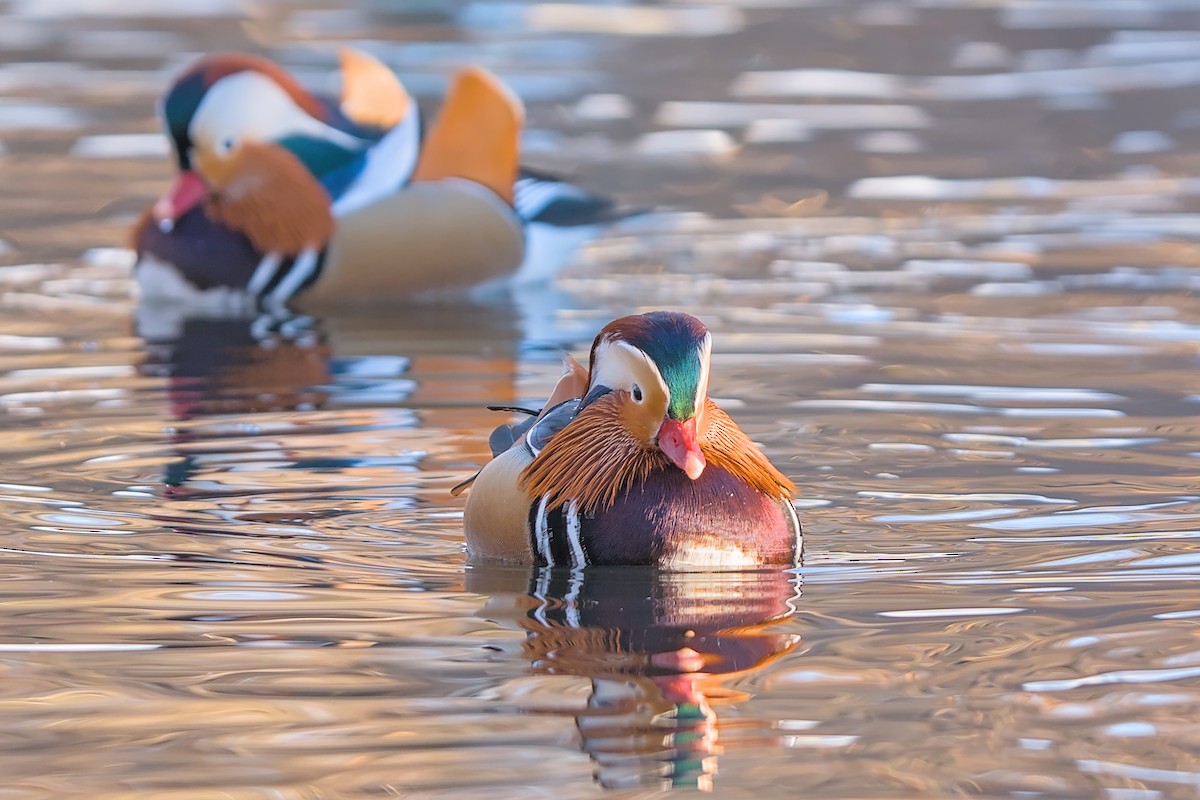 Mandarin Duck - ML647748393