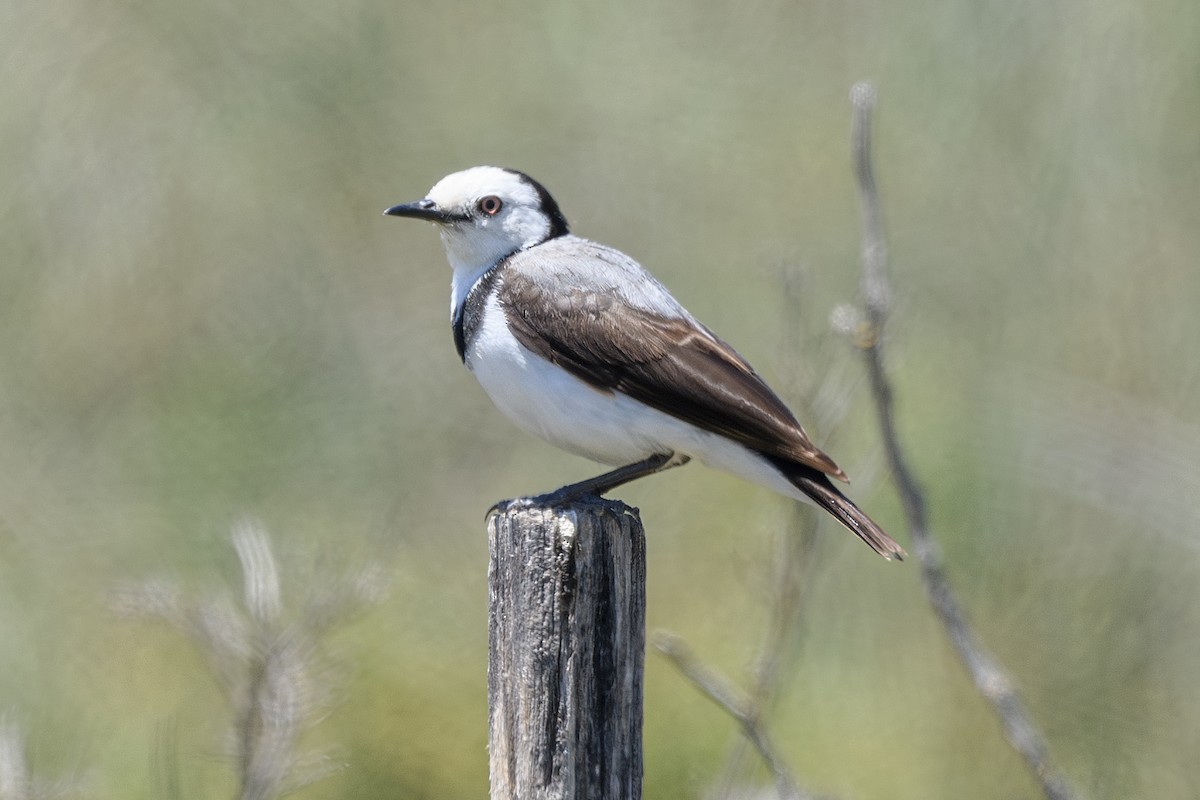 White-fronted Chat - ML647748429