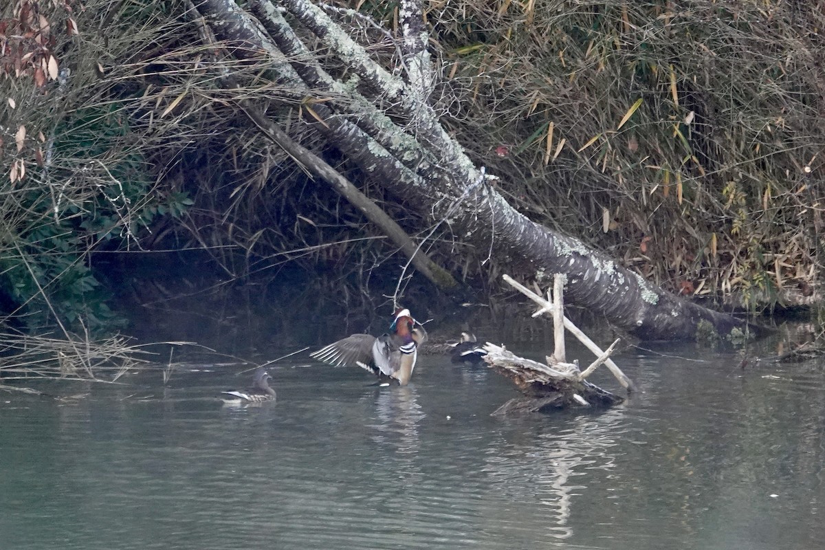 Mandarin Duck - ML647748448