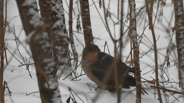 Яструб малий - ML647748449