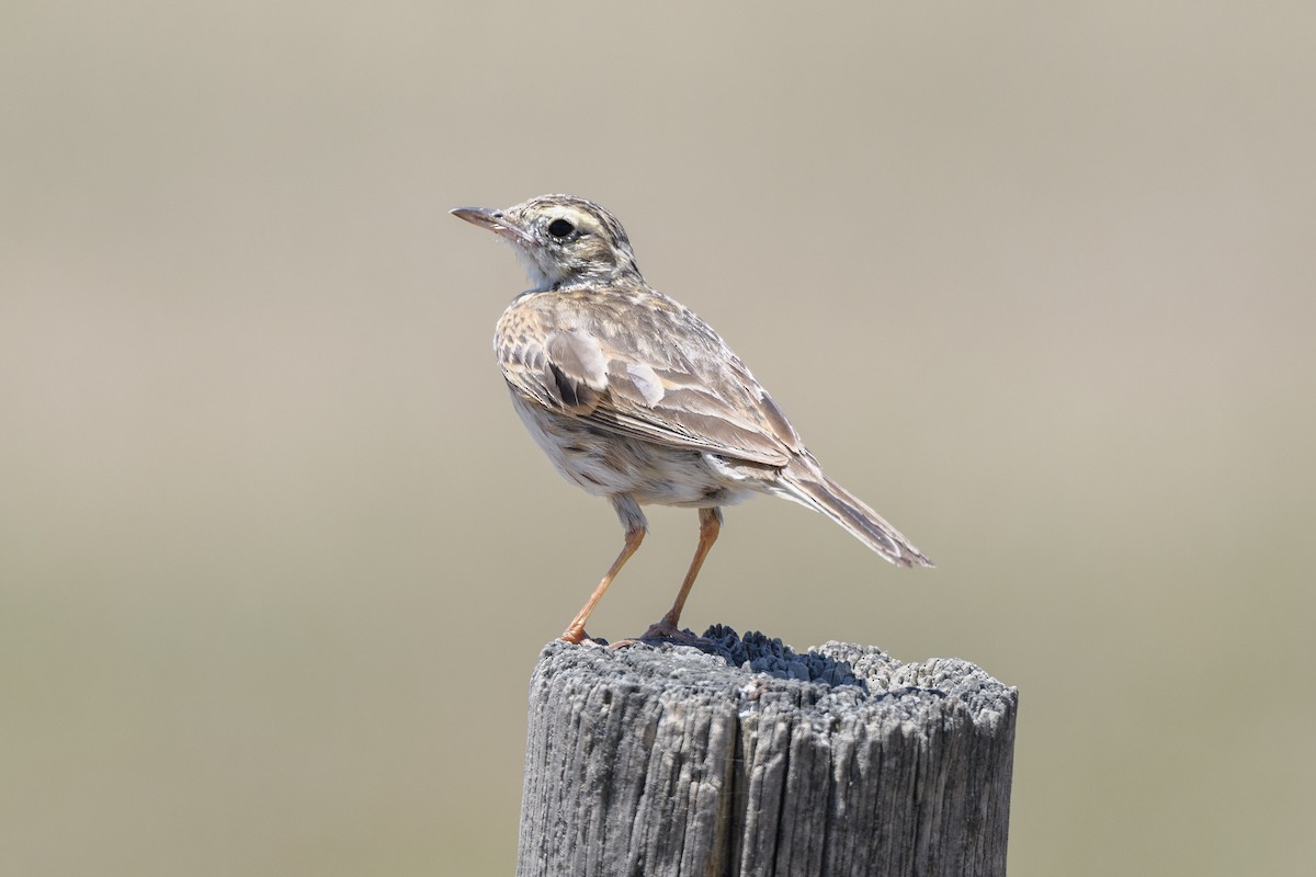 Australian Pipit - ML647748453