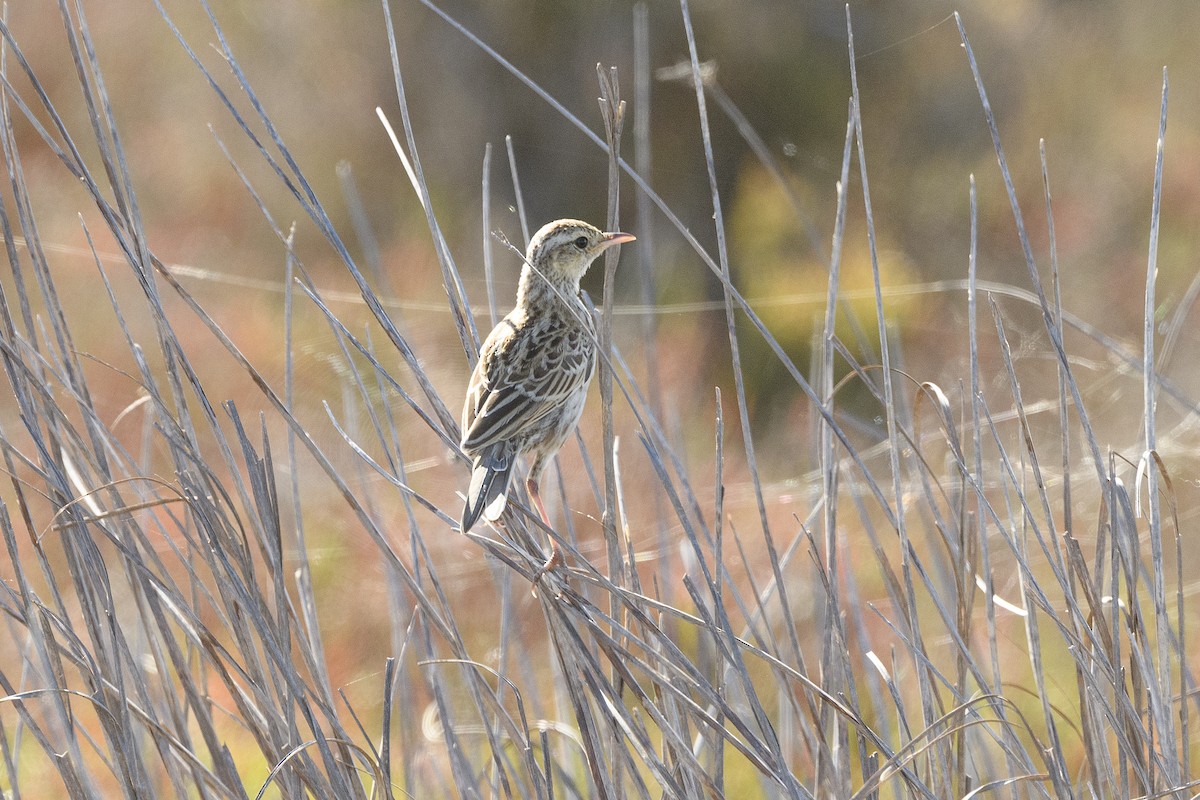 Australian Pipit - ML647748454