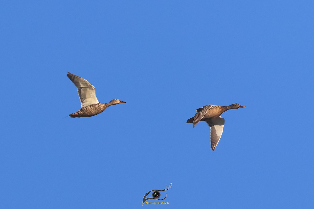 Mallard - ML647748456