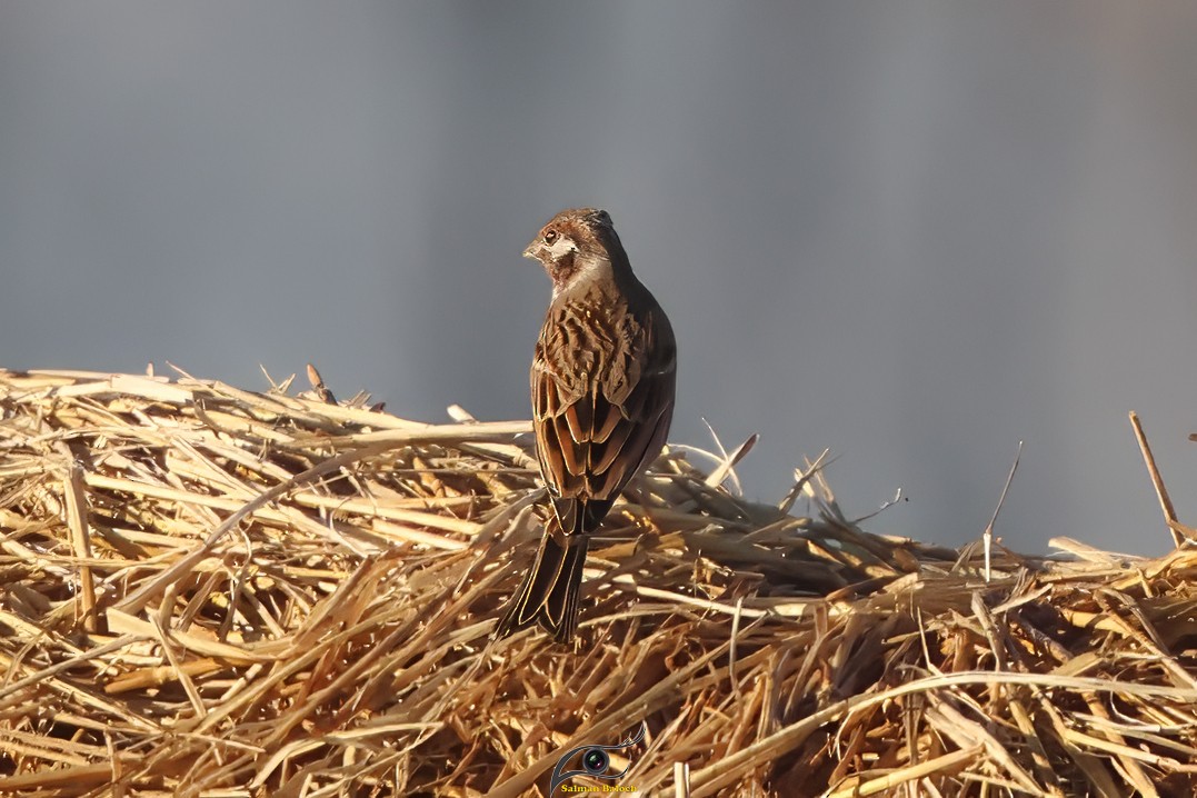 Pine Bunting - ML647748475