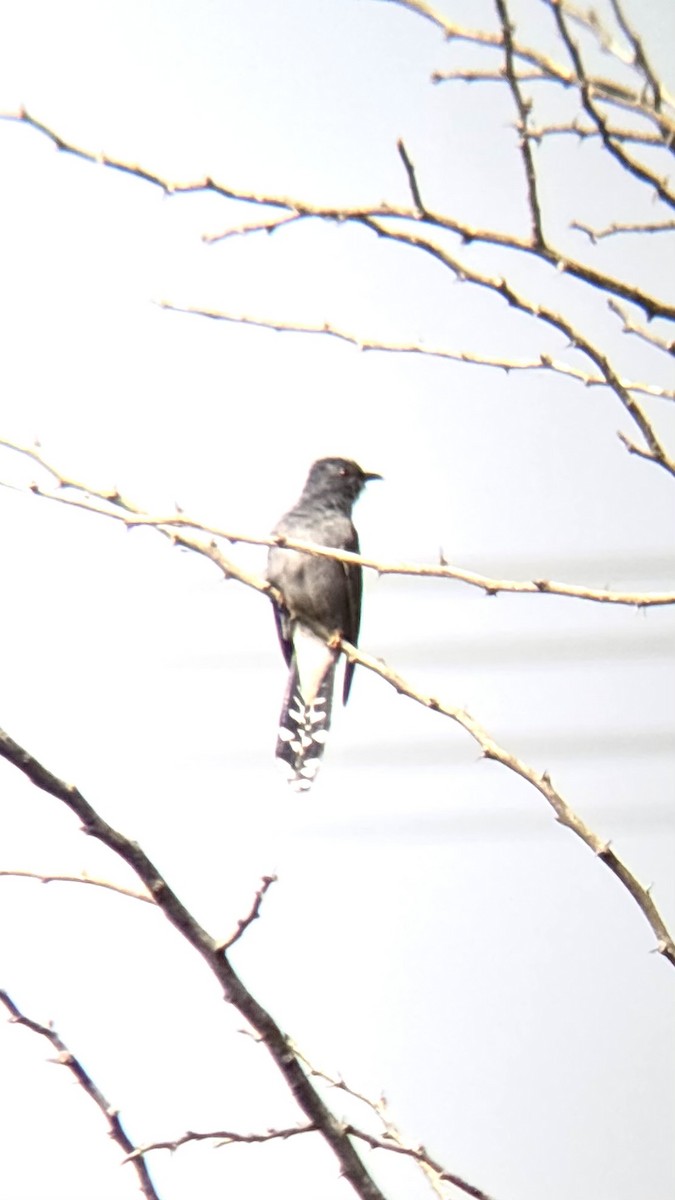 Gray-bellied Cuckoo - ML647748476