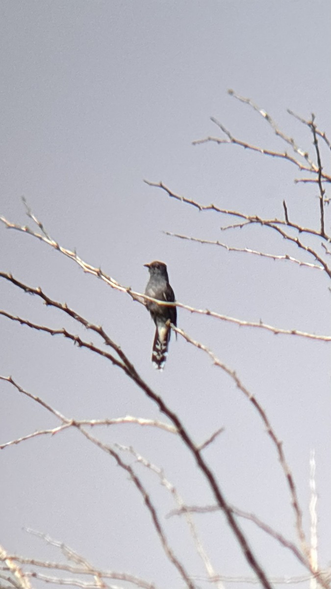 Gray-bellied Cuckoo - ML647748477