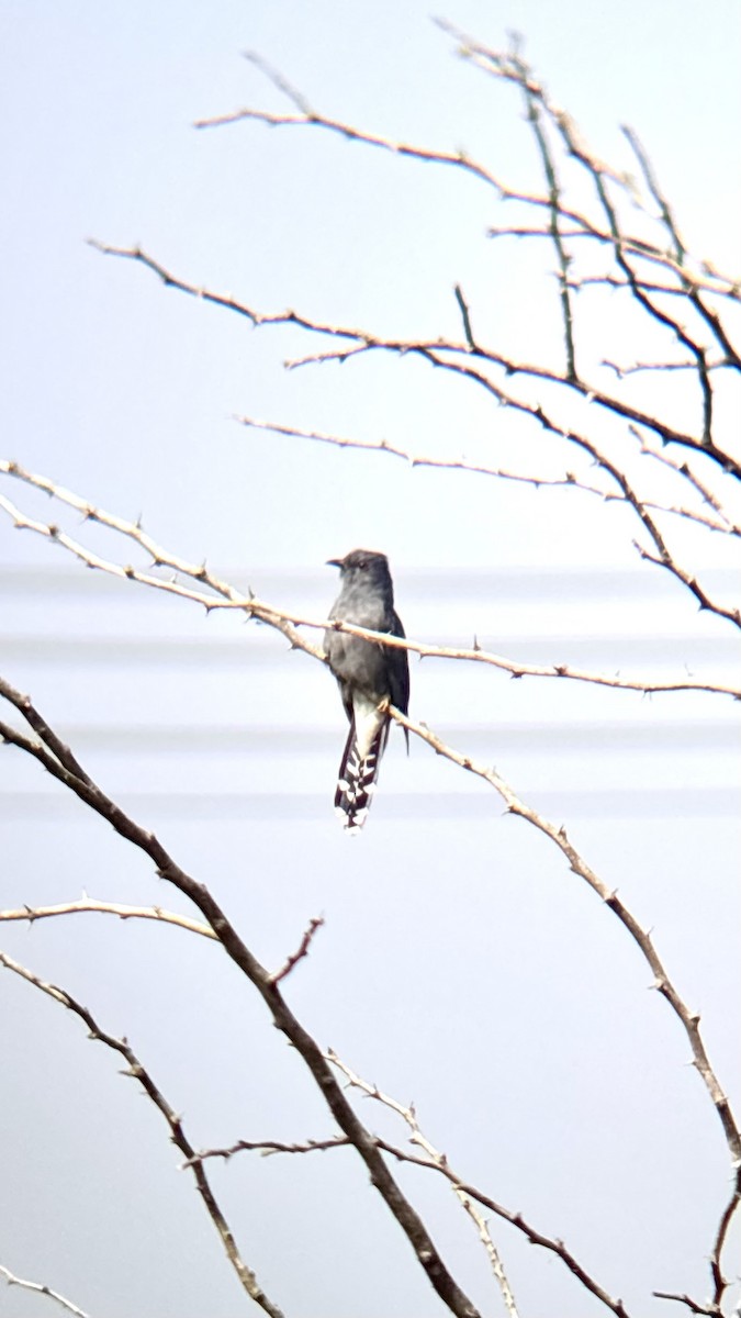 Gray-bellied Cuckoo - ML647748478