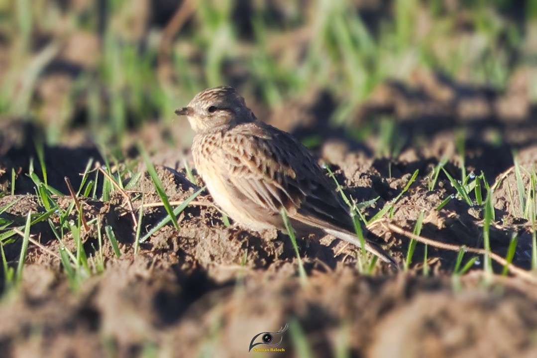 Eurasian Skylark - ML647748482