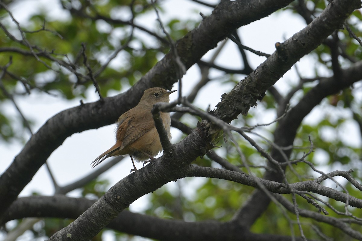 Southern House Wren - ML647748496