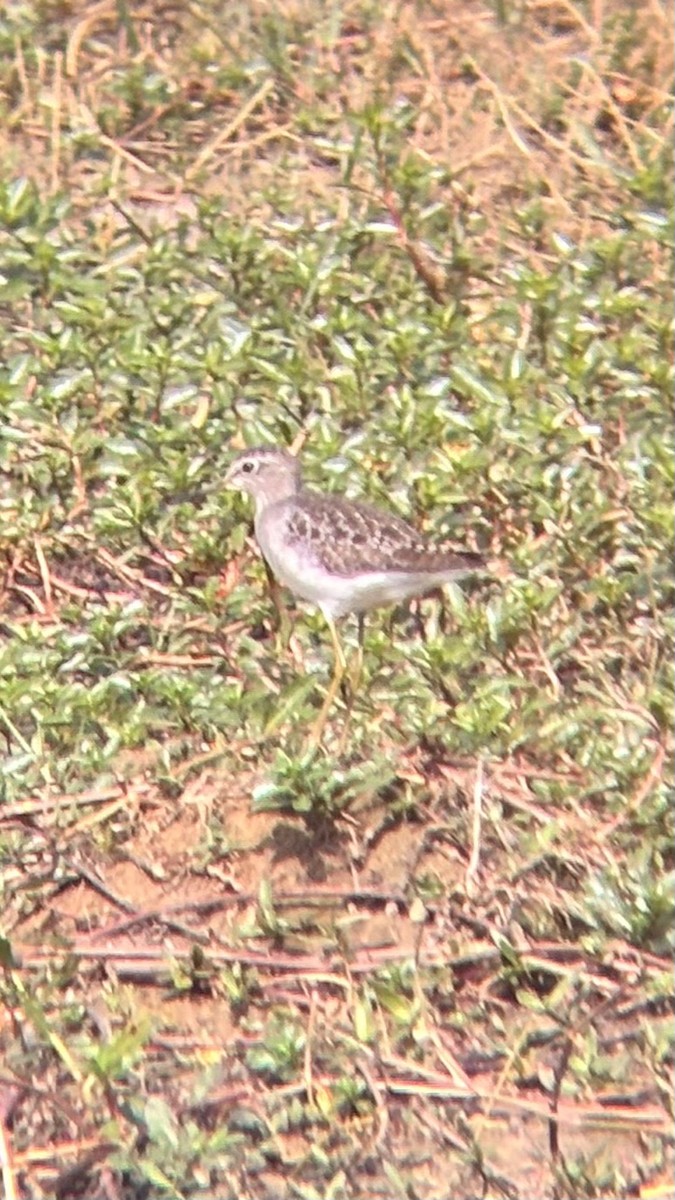 vodouš bahenní - ML647748500