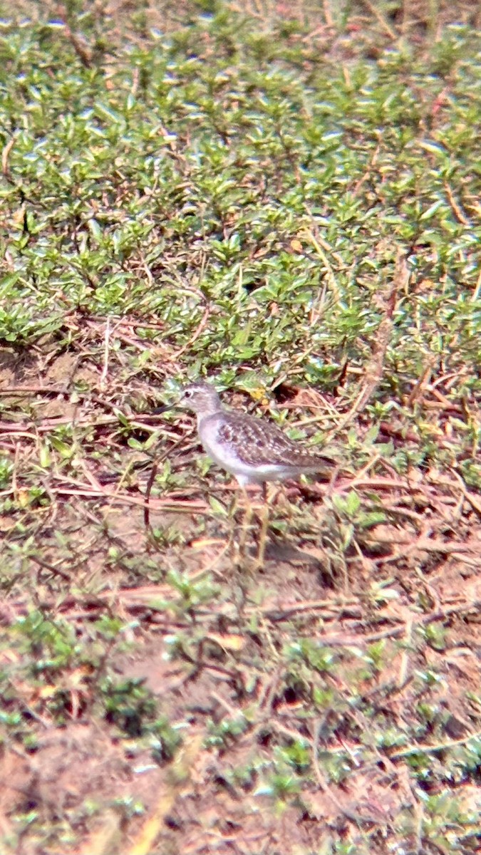 vodouš bahenní - ML647748501