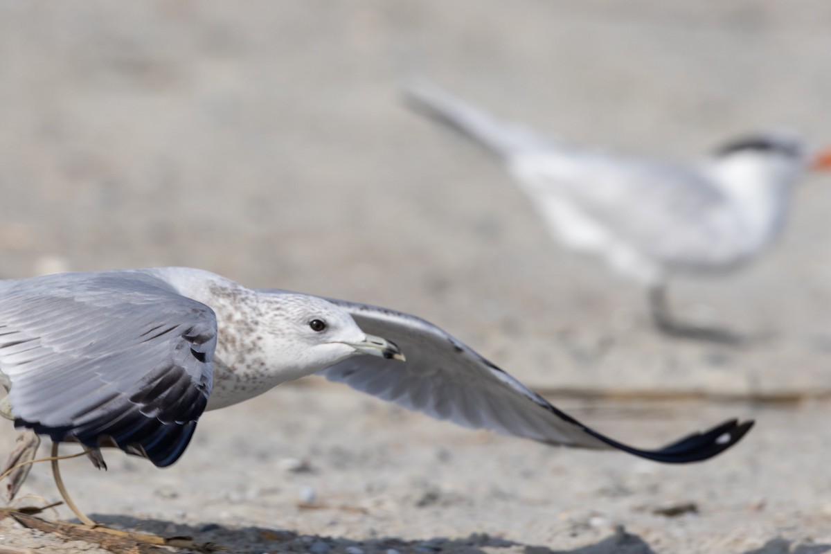 Larinae sp. - ML647748508