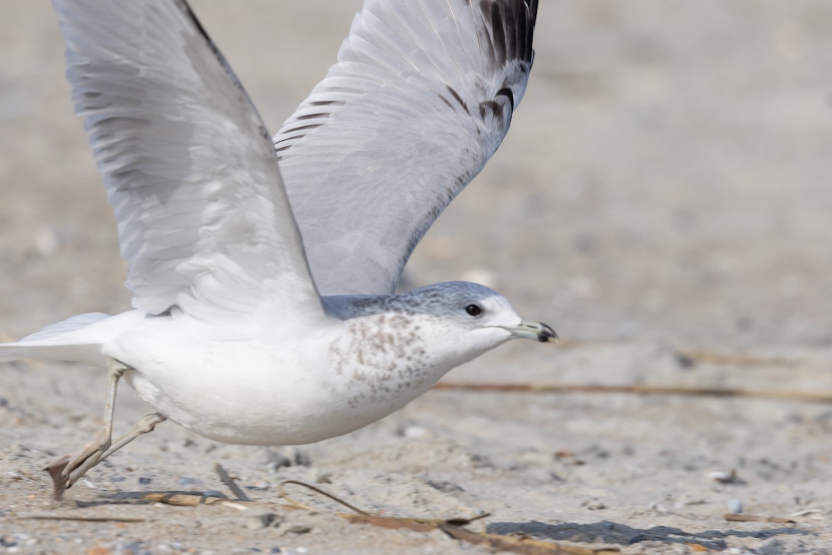 Larinae sp. - ML647748509