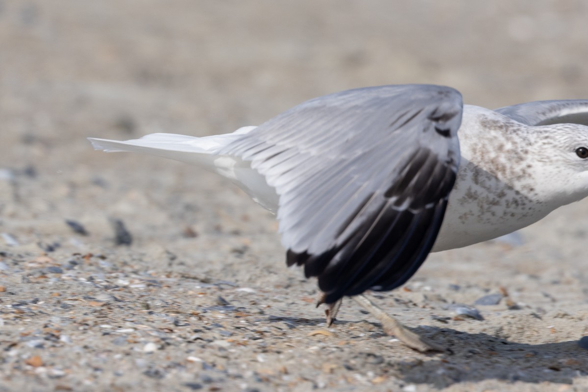 Larinae sp. - ML647748511