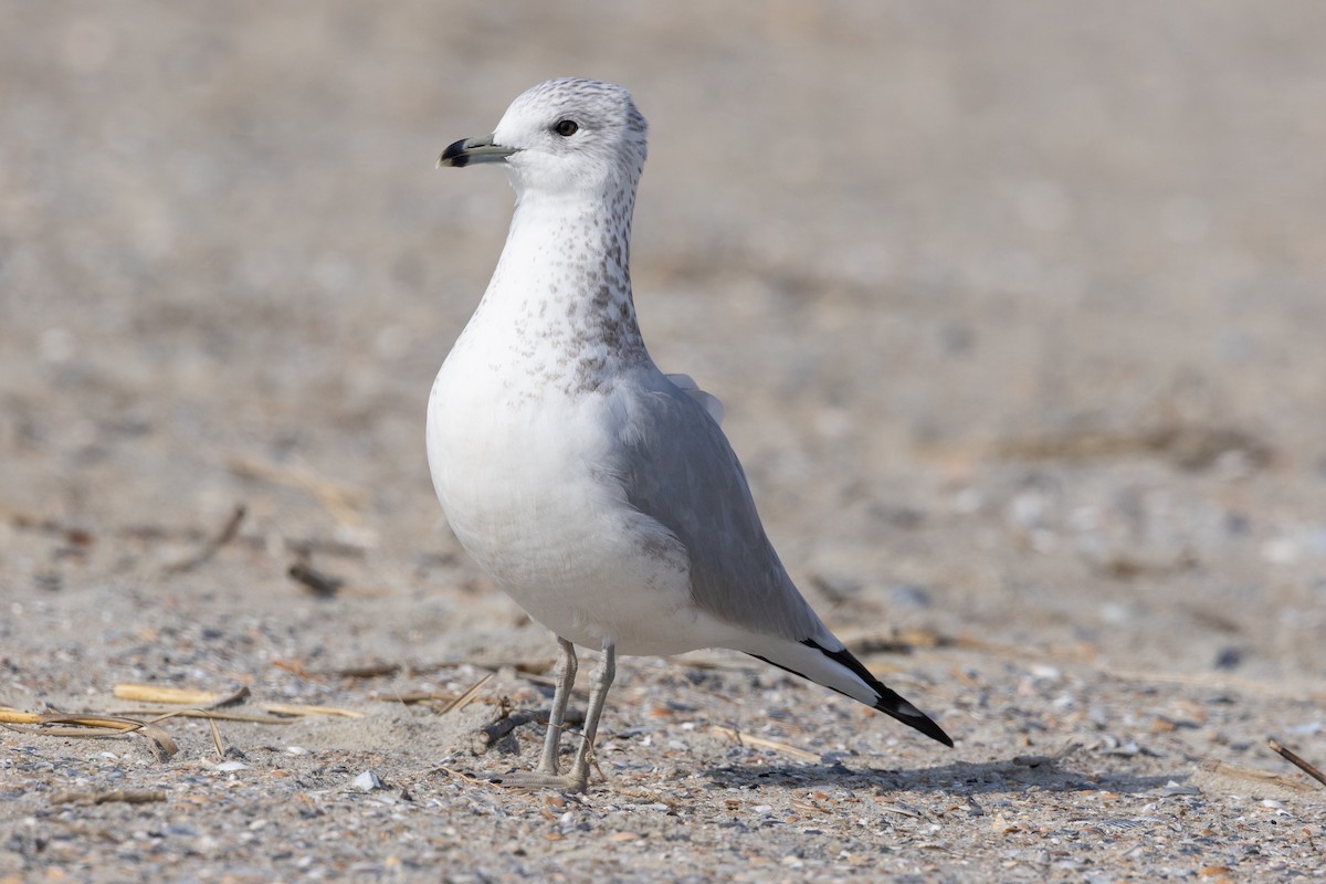 Larinae sp. - ML647748512