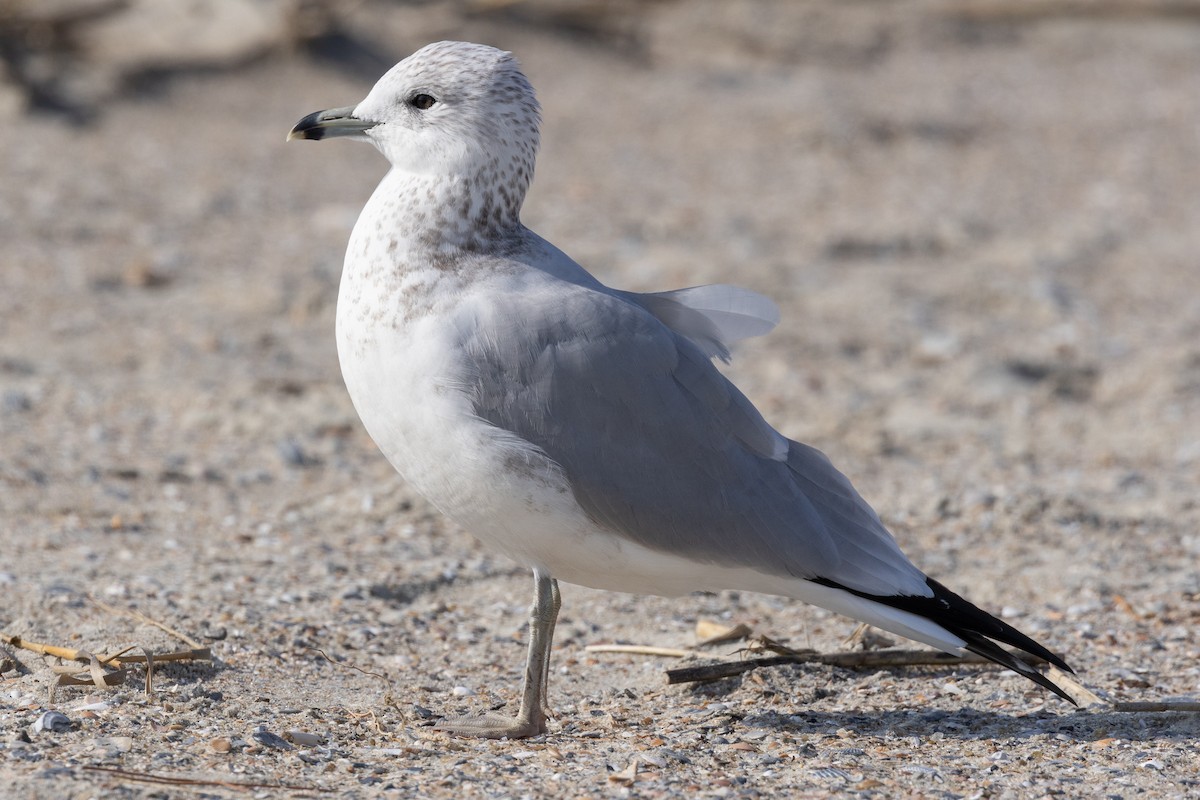 Larinae sp. - ML647748513