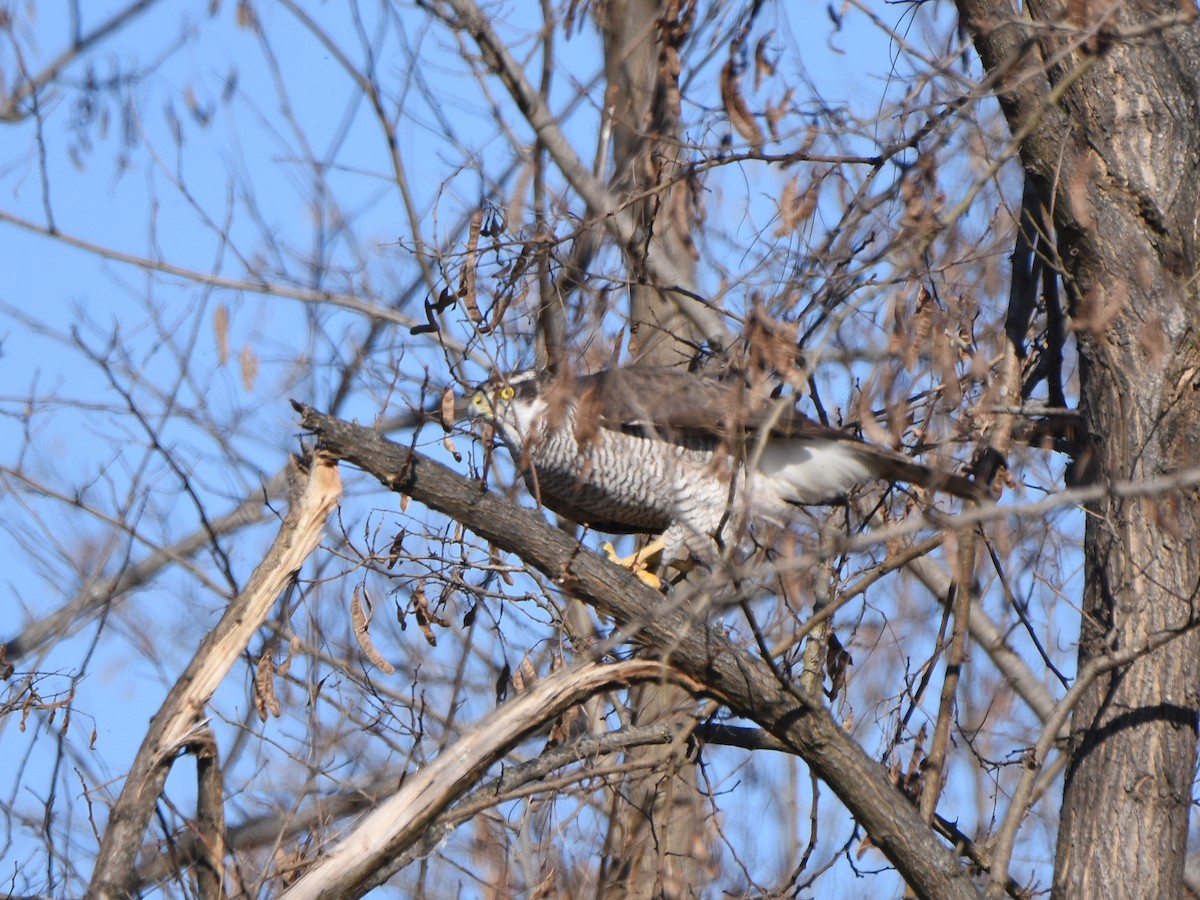 Eurasian Goshawk - ML647748517