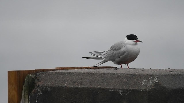 Крячок річковий - ML647748520