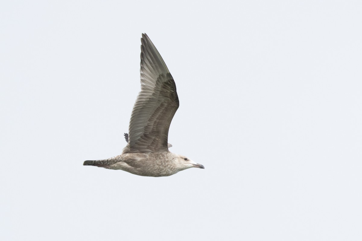 Larinae sp. - ML647748532