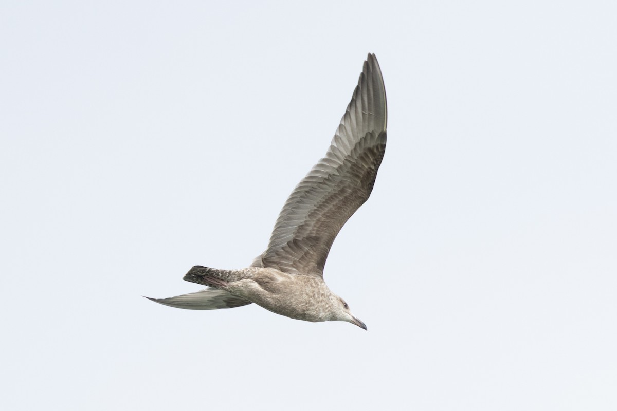 Larinae sp. - ML647748535