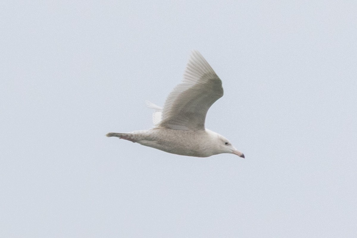 Larinae sp. - ML647748536