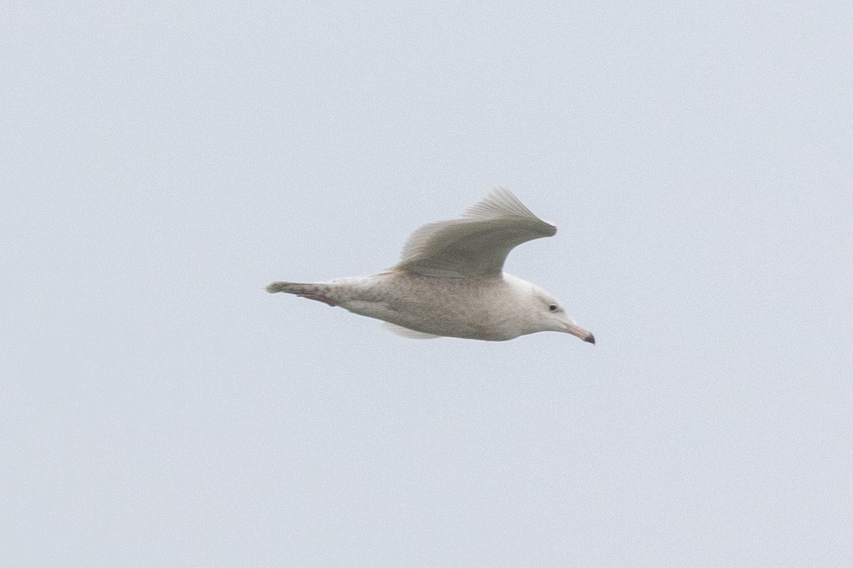 Larinae sp. - ML647748540