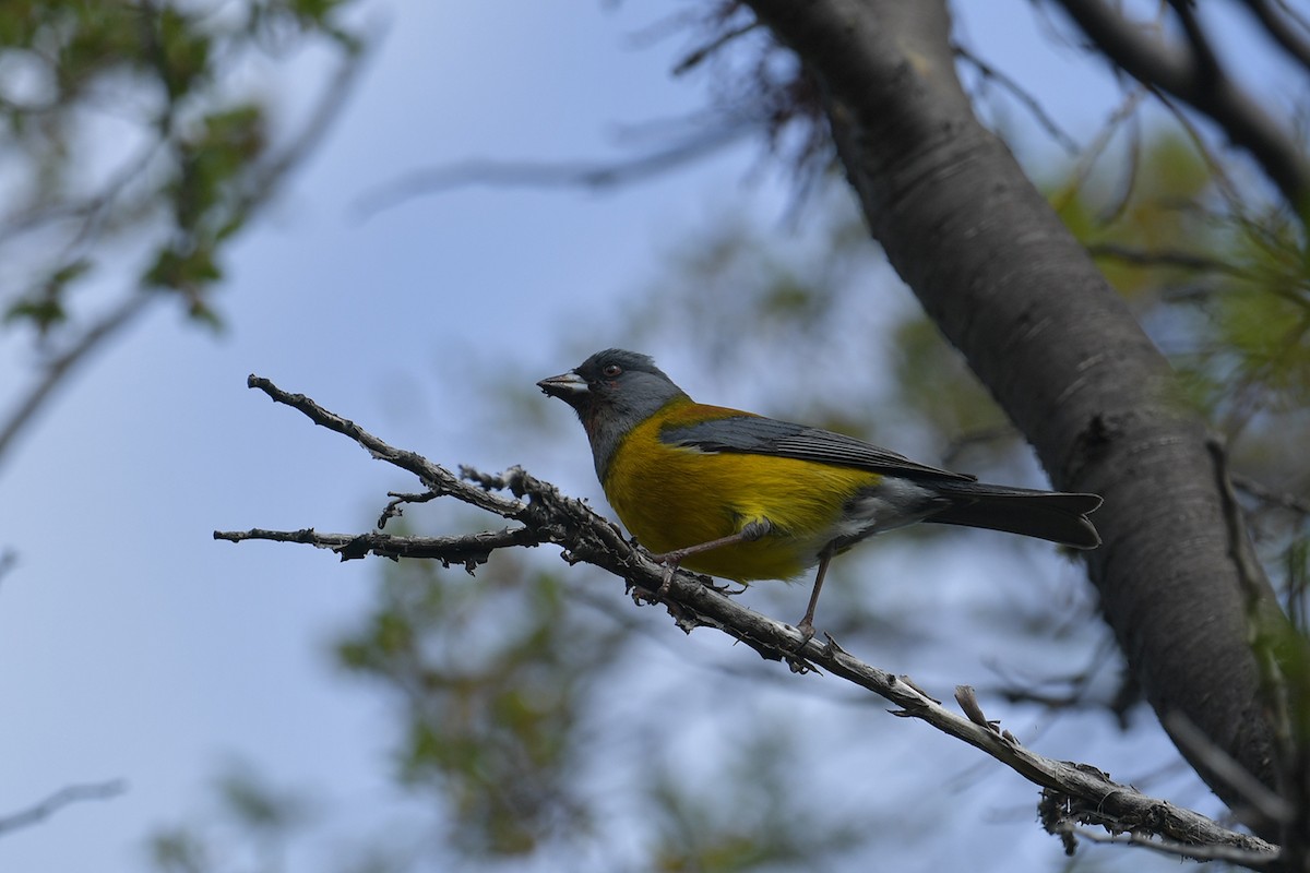 Patagonian Sierra Finch - ML647748543