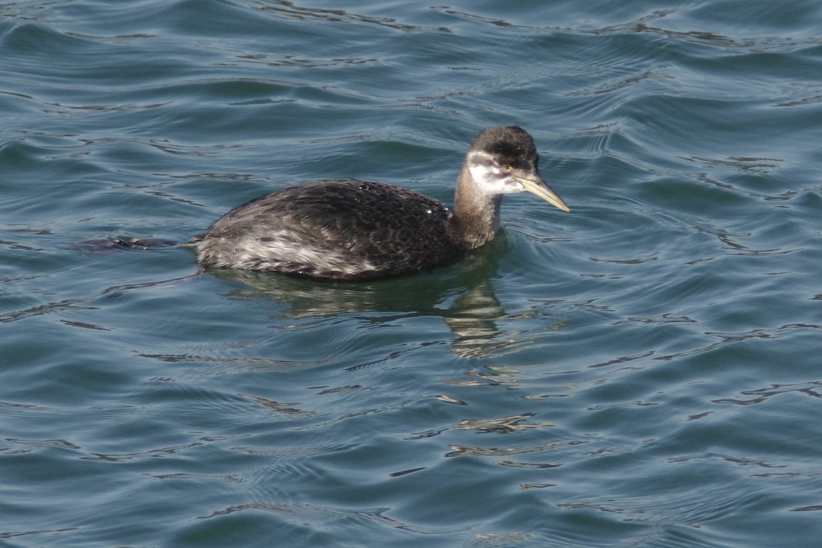 Red-necked Grebe - ML647748545