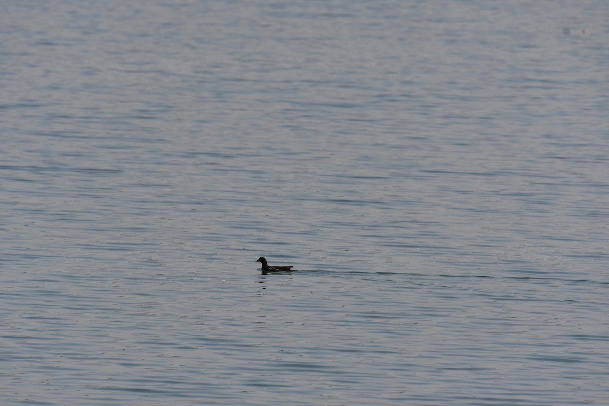 Курочка водяна - ML647748567