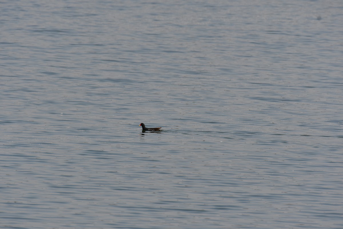 Курочка водяна - ML647748568