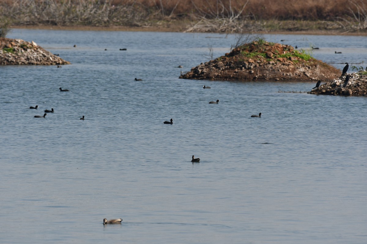 Лиска звичайна - ML647748580