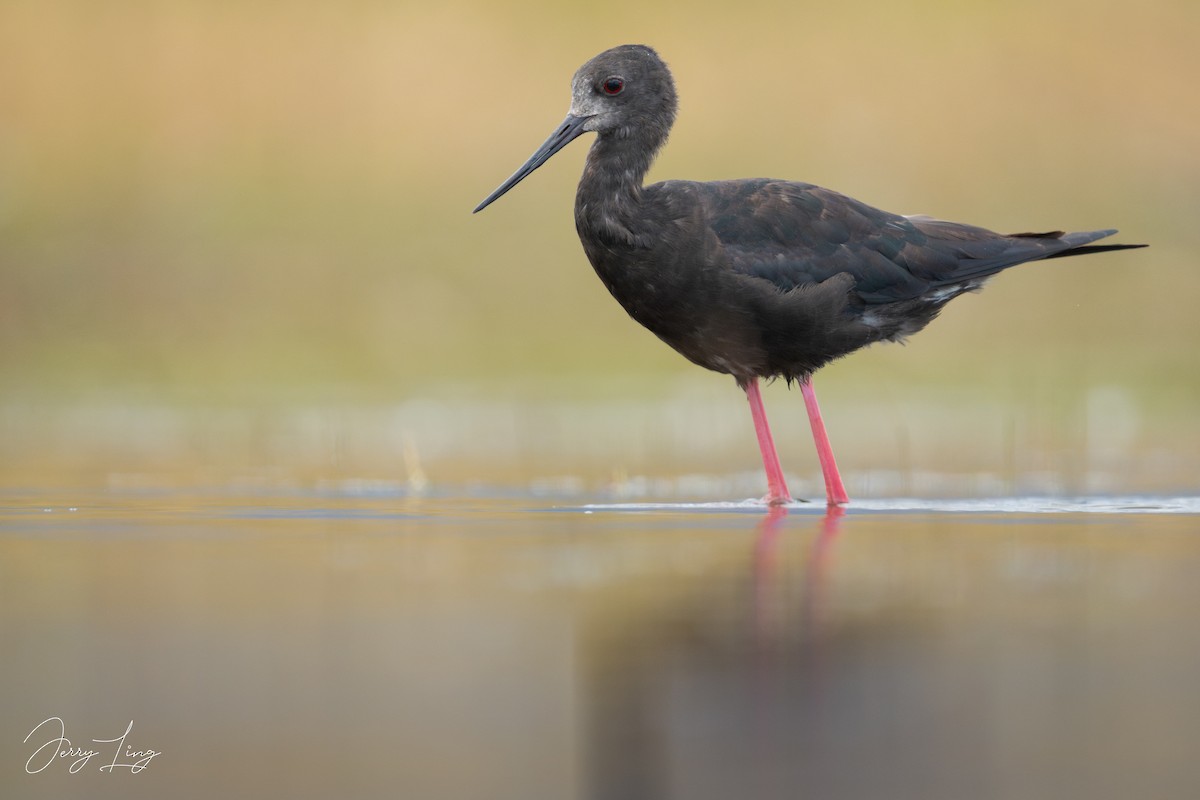 pisila černá - ML647748588