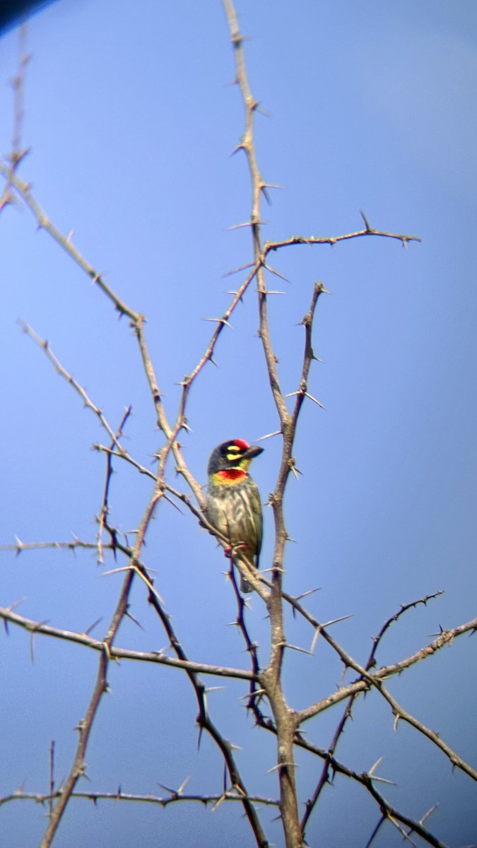 Бородастик червоноголовий - ML647748591