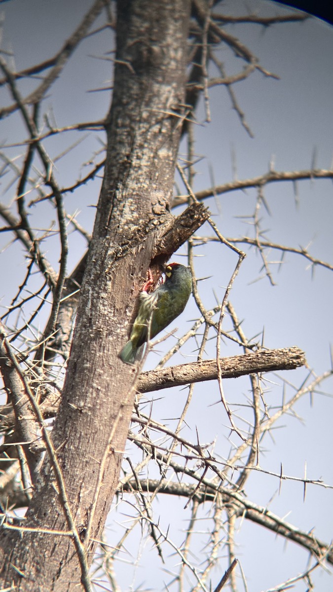 Бородастик червоноголовий - ML647748593