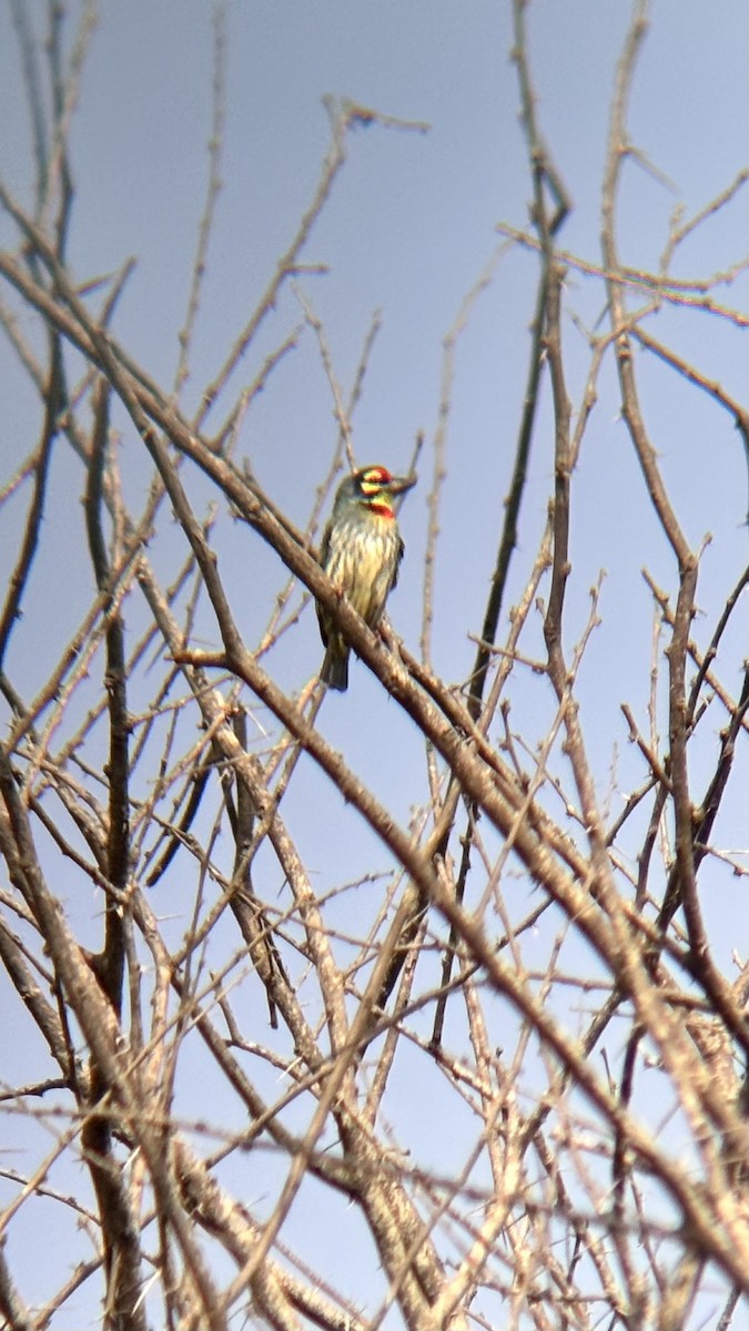 Бородастик червоноголовий - ML647748594