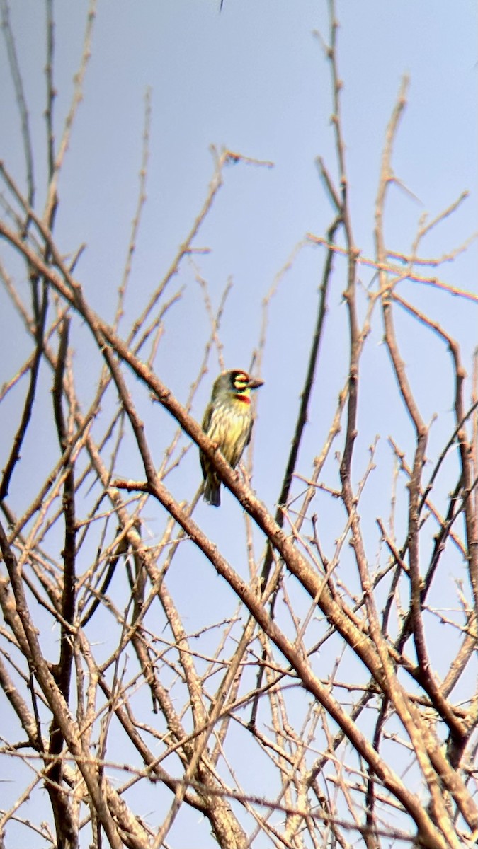 Бородастик червоноголовий - ML647748595