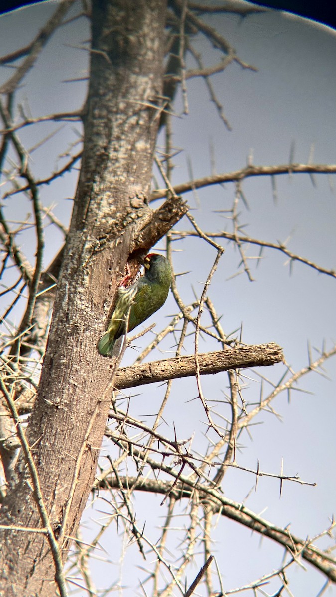 Бородастик червоноголовий - ML647748596