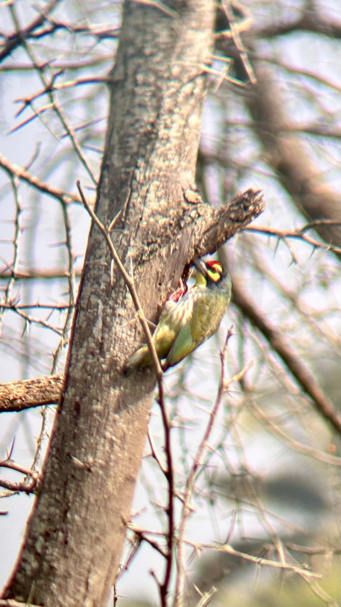 Бородастик червоноголовий - ML647748597