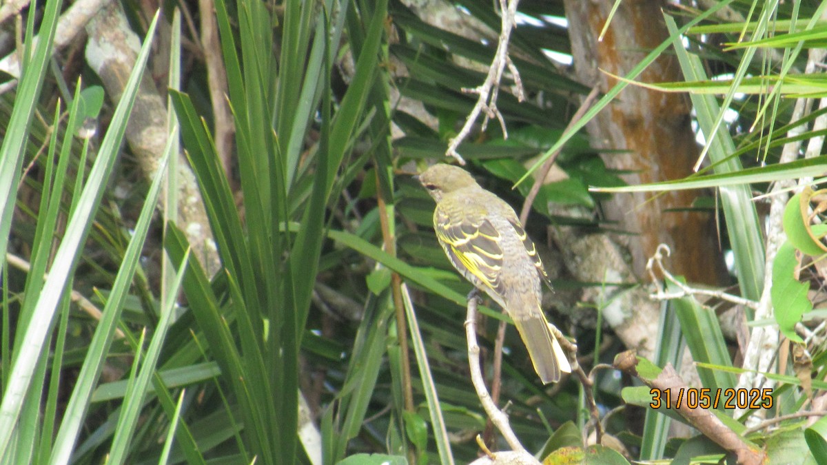 Личинкоїд південний - ML647748600