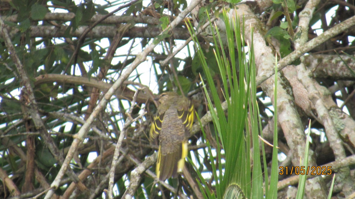Личинкоїд південний - ML647748601