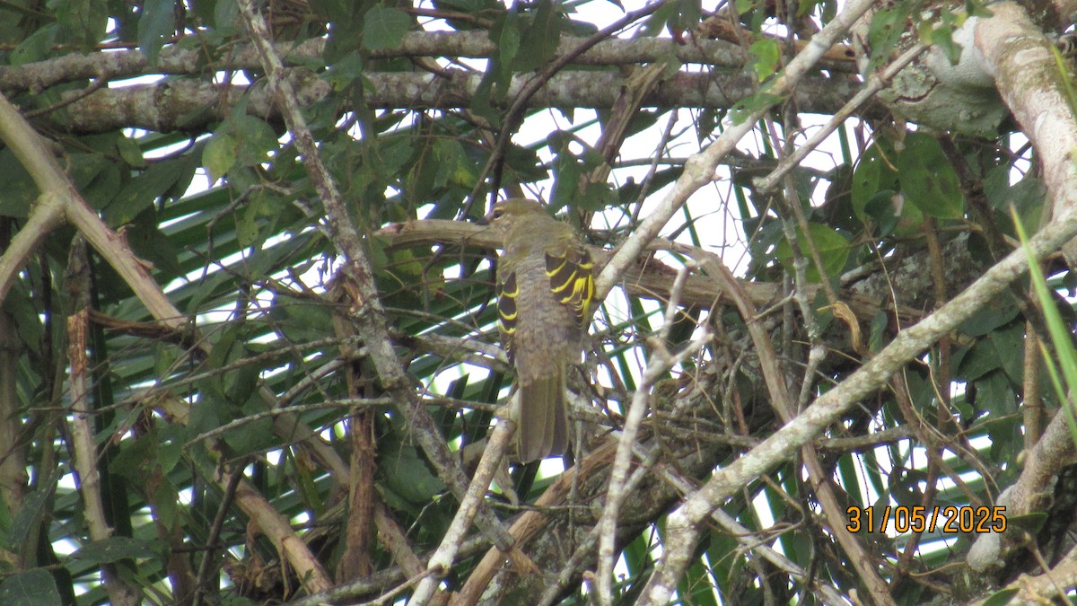 Личинкоїд південний - ML647748602