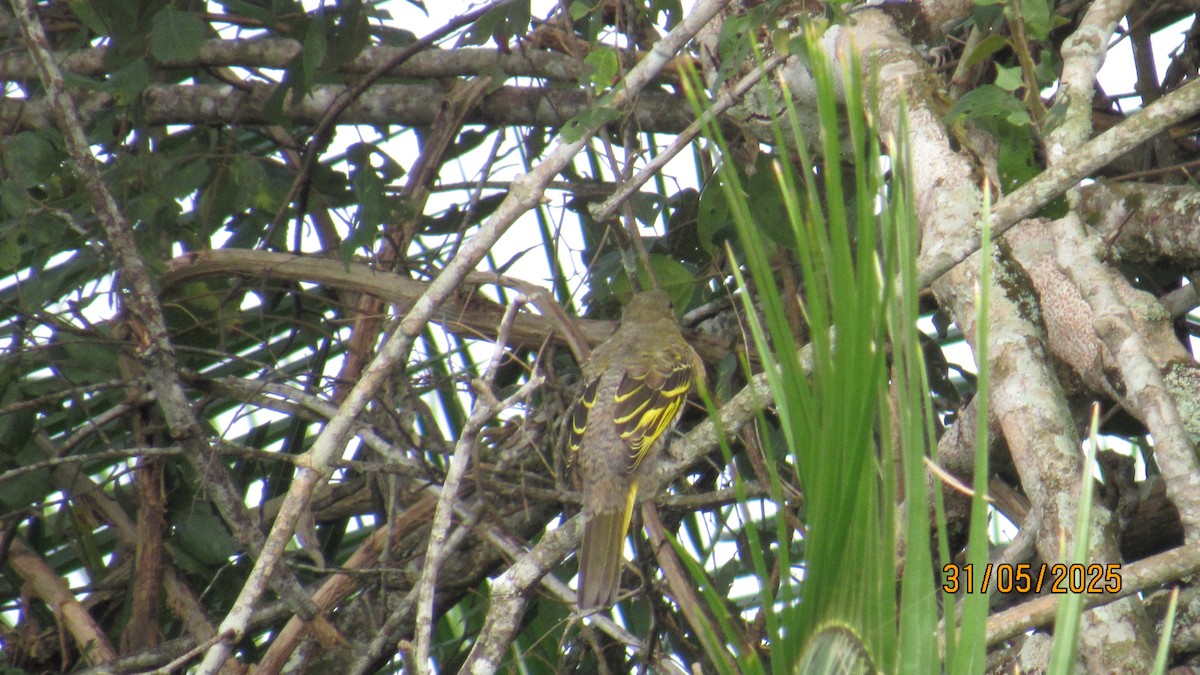 Личинкоїд південний - ML647748603