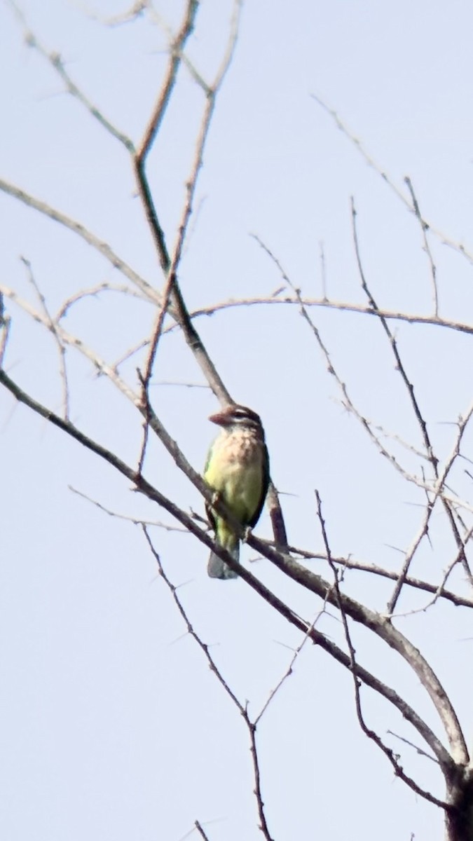 Бородастик білощокий - ML647748605