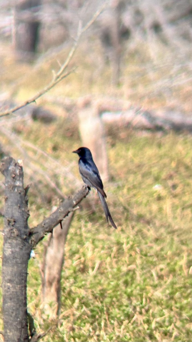 Дронго сірий - ML647748608