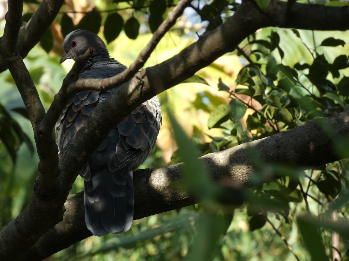 Горлиця велика - ML647748609