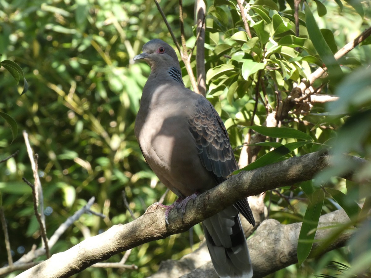 Горлиця велика - ML647748610